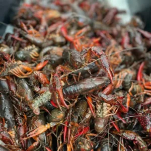 1lb of Crawfish