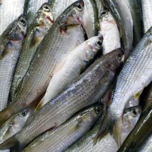 Fresh Mullet Fish
