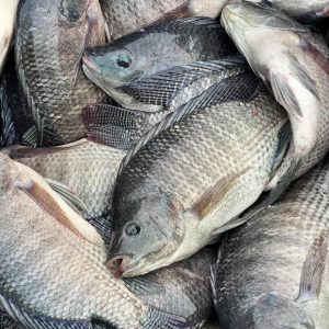 Tilapia