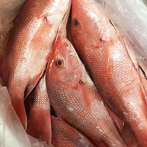 Red snapper fillete
