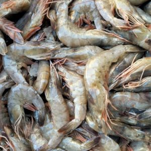 shrimps