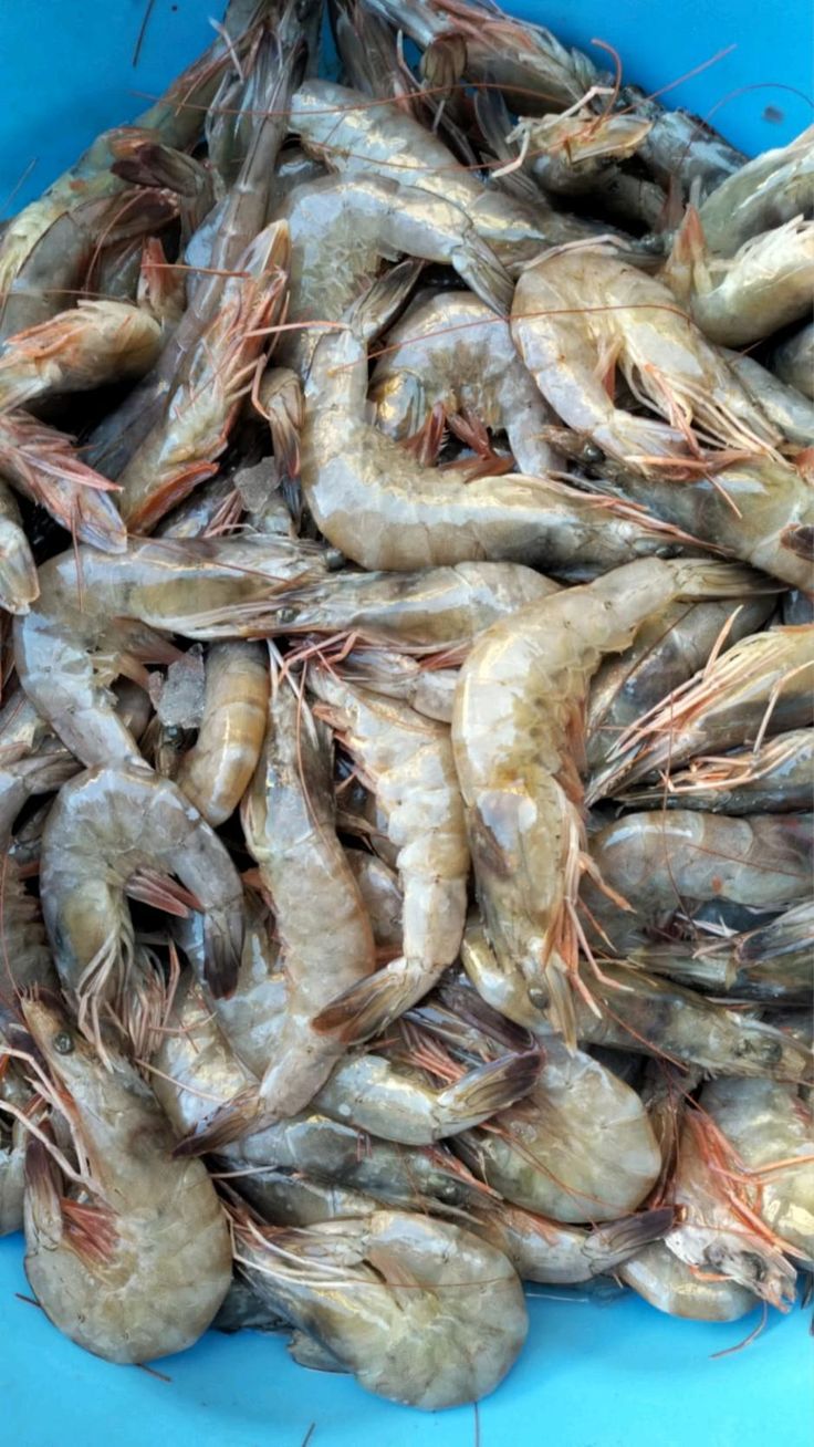 shrimps