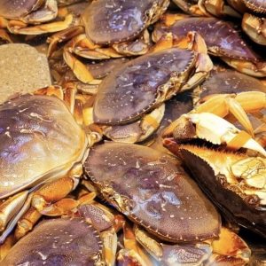 Dungeness crabs