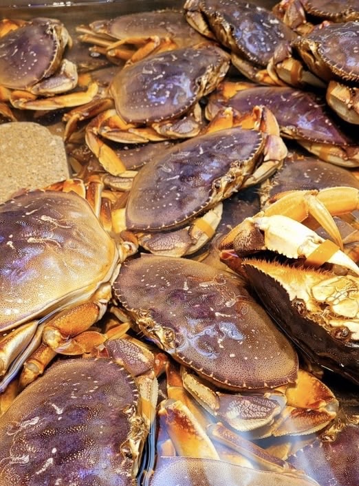 Dungeness crabs