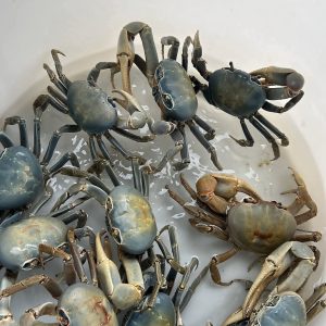 land crab